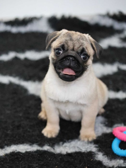 Mops Pug cu pedigree canisa Dogisland autorizata