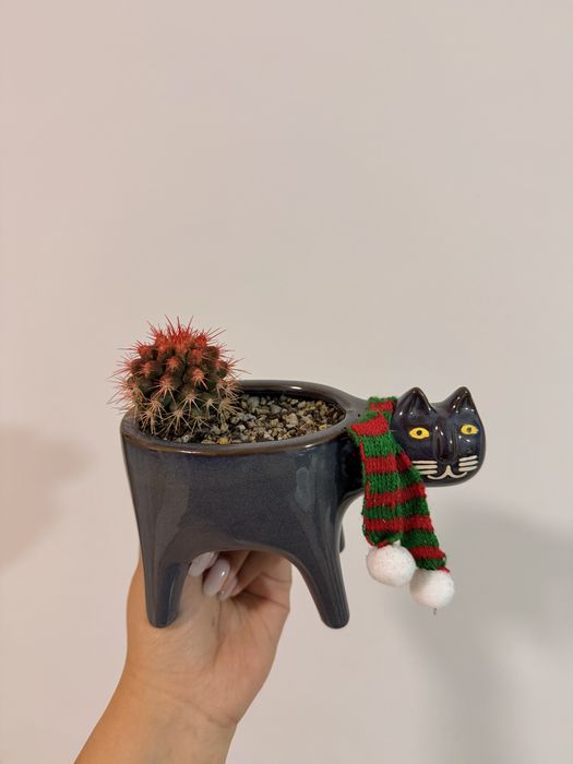 Кактус в необычном горшке «Кот», шарф снимается.