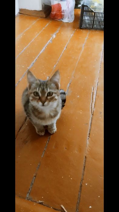 Котёнок пёстрого окраса с белыми лапками