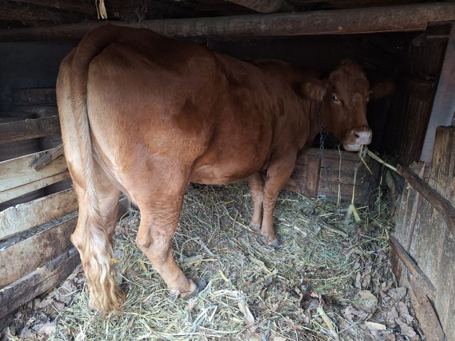 Vand vaca de lapte/carne