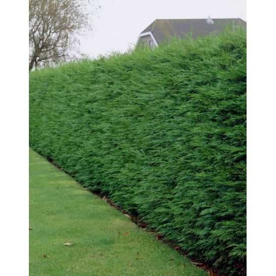 leylandii    40 cm/80 cm/120cm