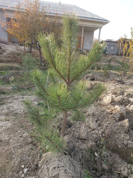 Сосна киримская сирен туя книжная элдар сасна оптом цена