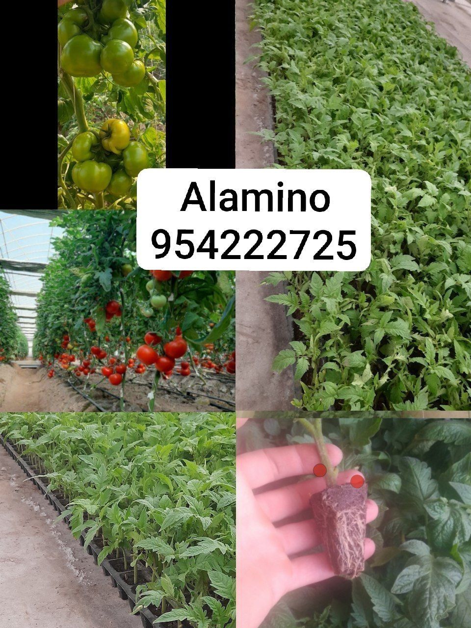 Pomidor kóchat sotiladi alamino tel 95; 422 ;27 ;25