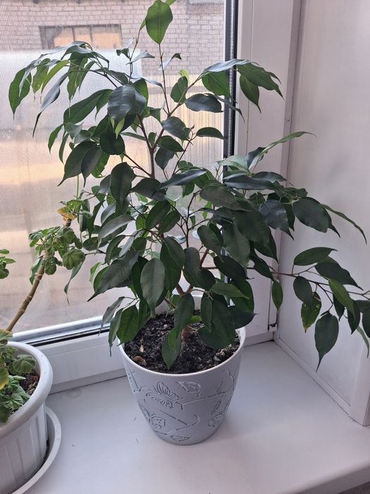 Продам фикус бенжамина
