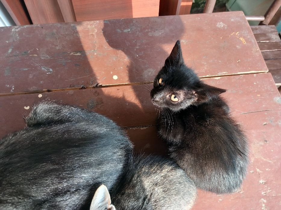 Подарявам малки котета
