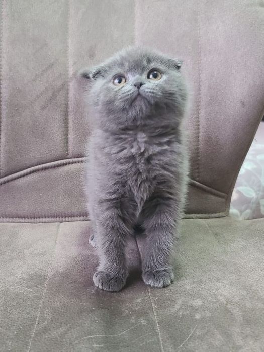 Scottish fold și straight  blue.