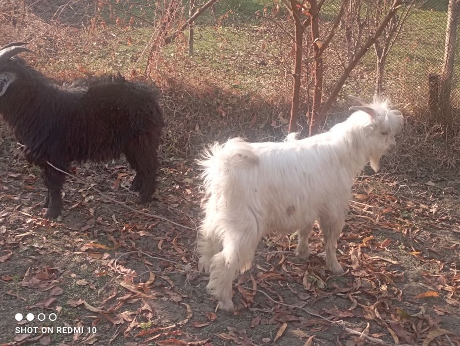 Echki uloqchala sotiladi sogʻlom