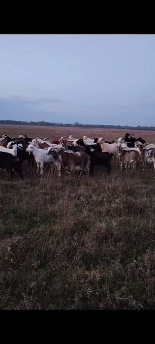 Vând capre tinere de prasila