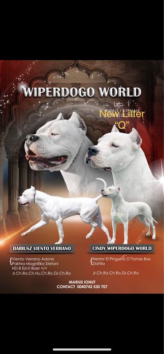 Mascul Dog Argentinian