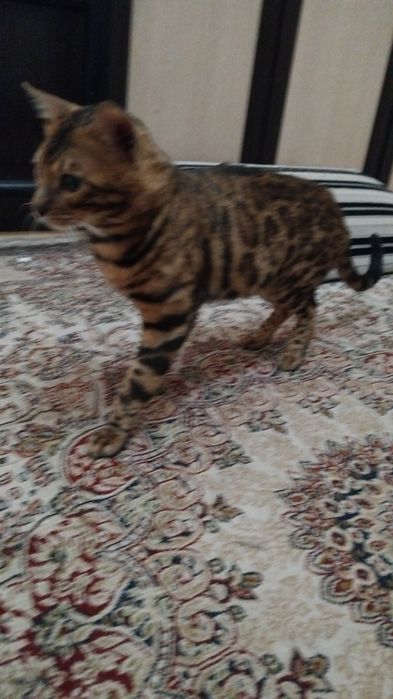 Кот на вязку бенгальский