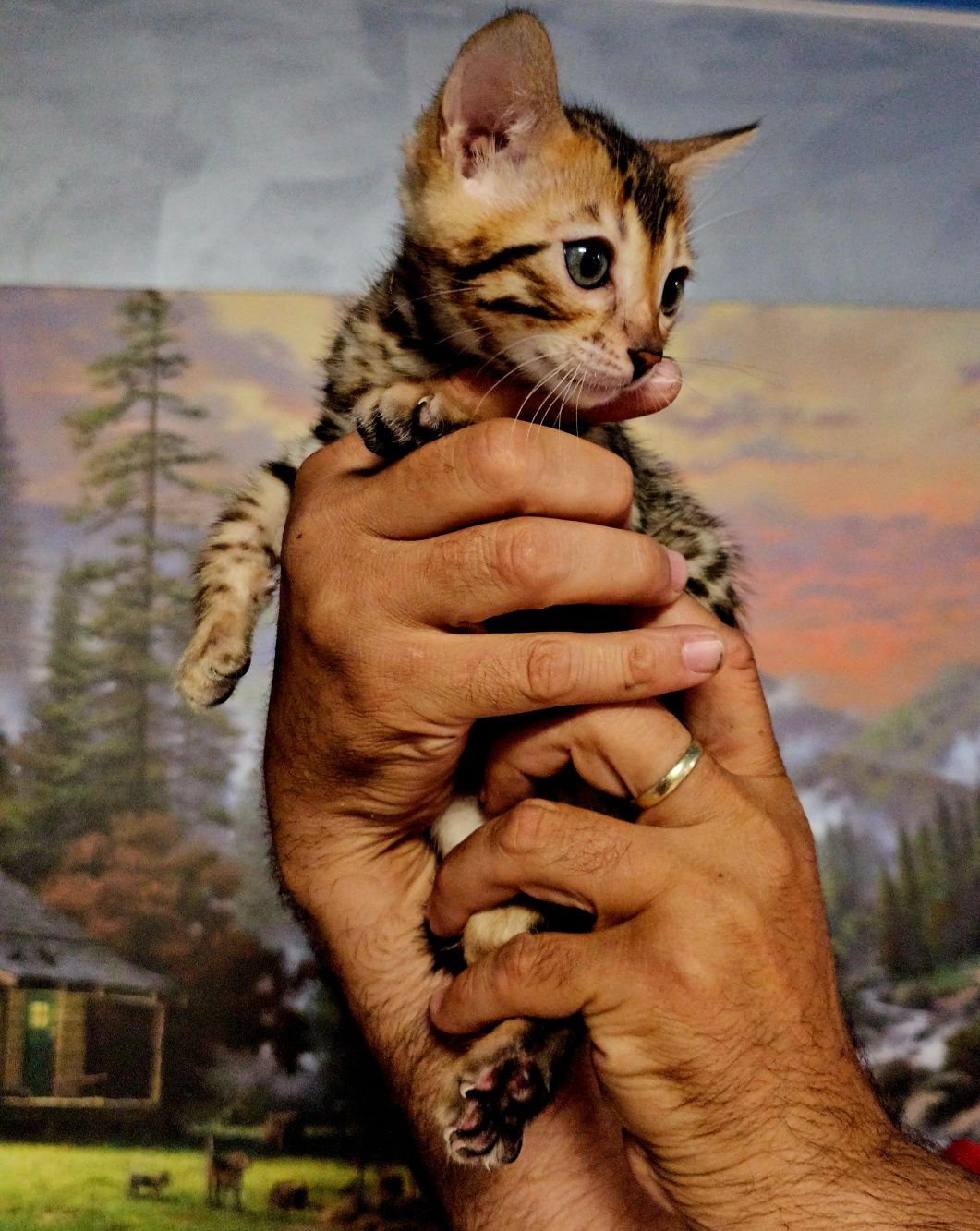 Bengal cu pedigree din felisa autorizata.
