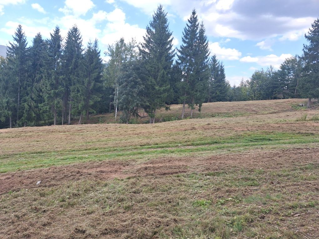 Tocam Defrisam Vegetație