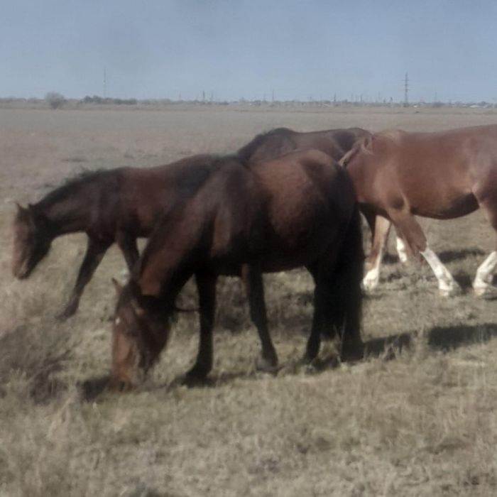 Продаю жеребых кобыл с жеребятами