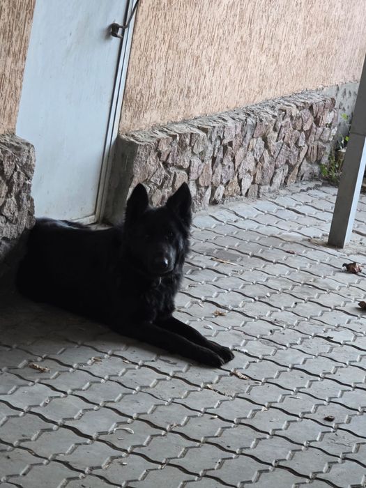 Немецкая овчарка