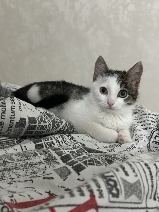 Безумно милая кошечка ищет дом и самую любящую семью