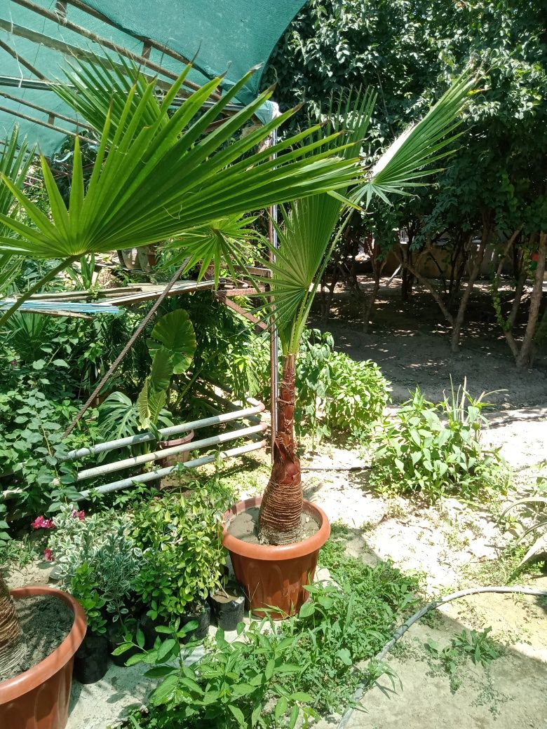 Vidi chiroyli palma daraxti