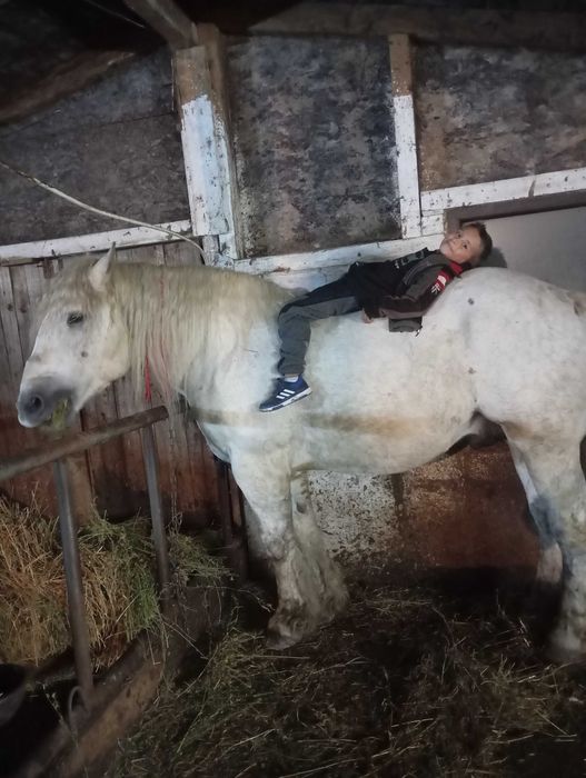 Vând Armăsar Românesc