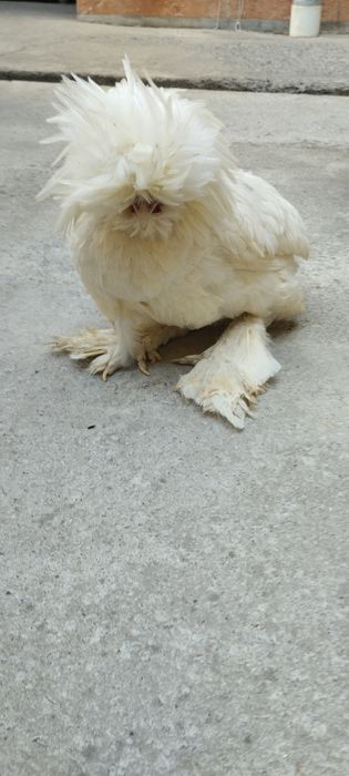 товук тоза зот чатишиб кетмаган