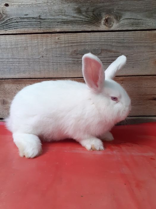 Vlnd iepuri Californian și Neo