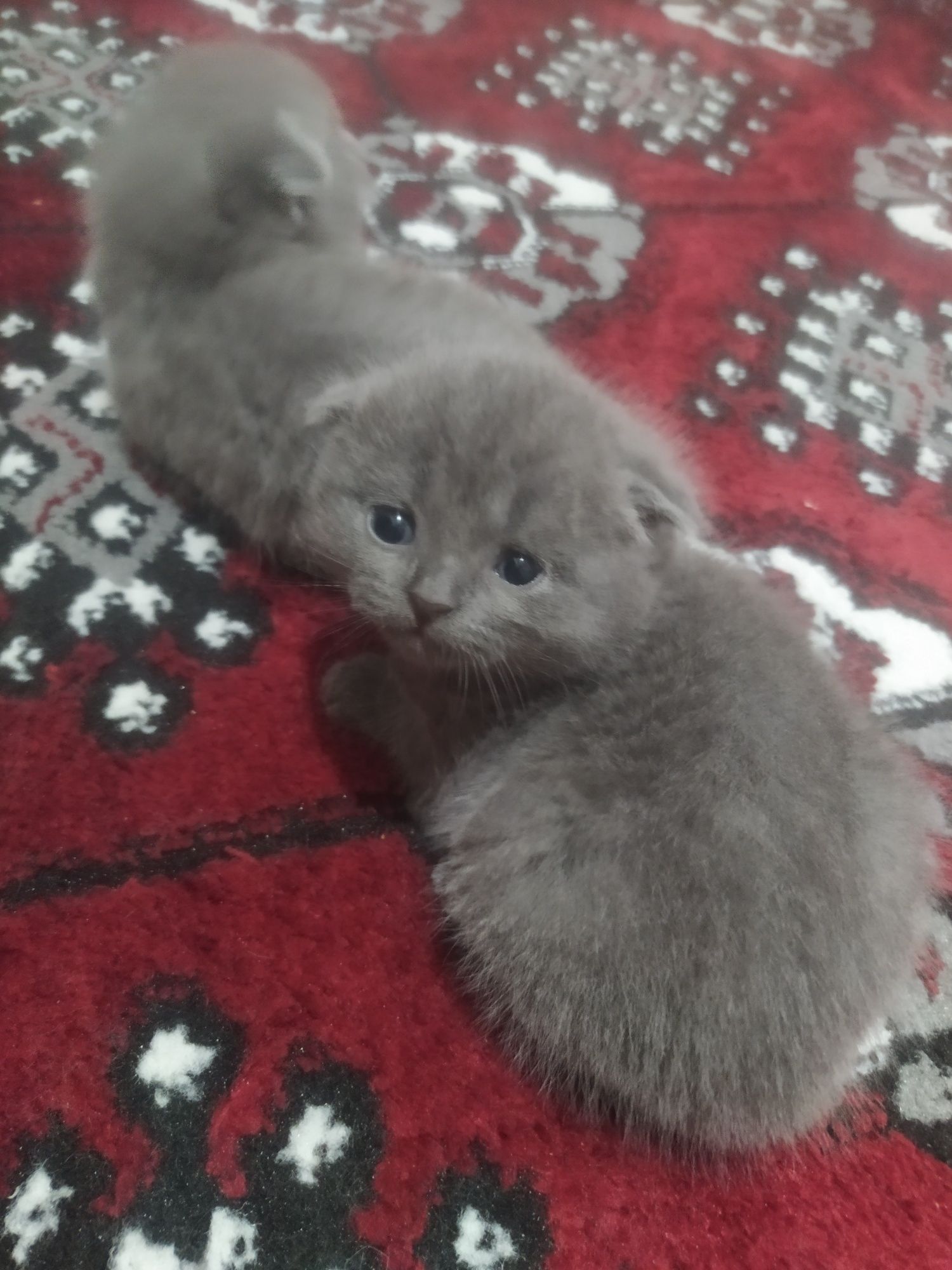 Котята Скотиш Фолд
