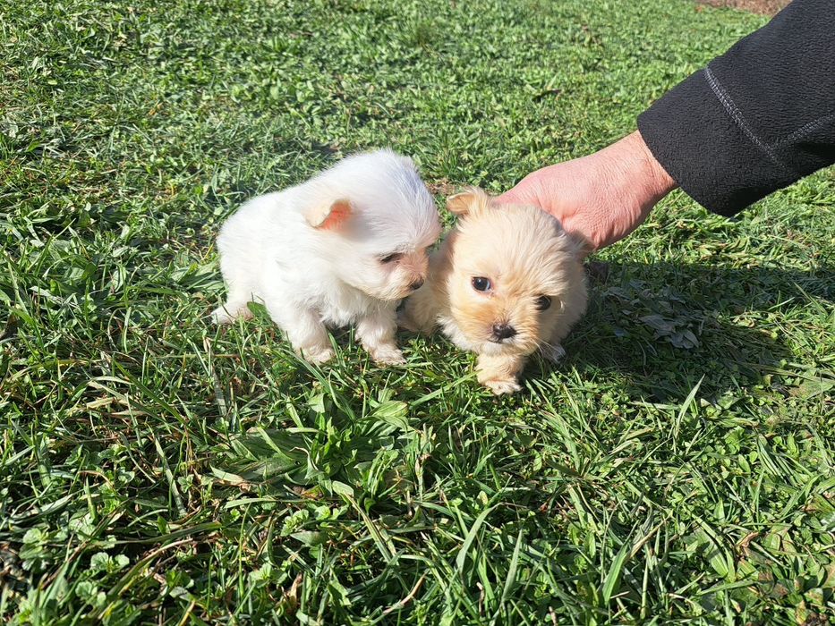 Bichon maltez miny spre adoptie