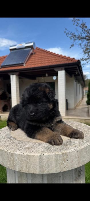 Femela /pui ciobanesc german par lung