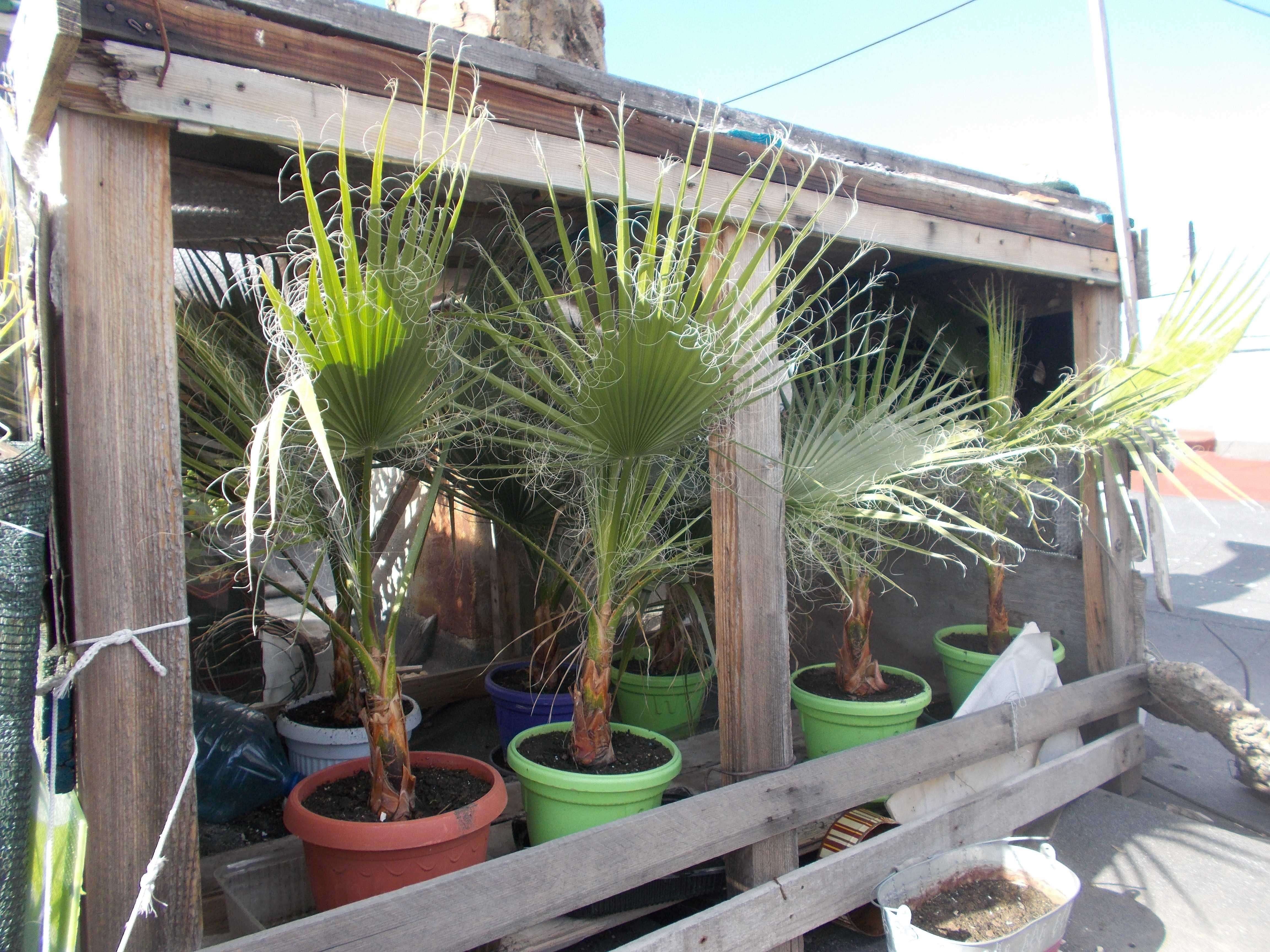 Продавам палми - Вашингтония Филифера - Washingtonia filifera