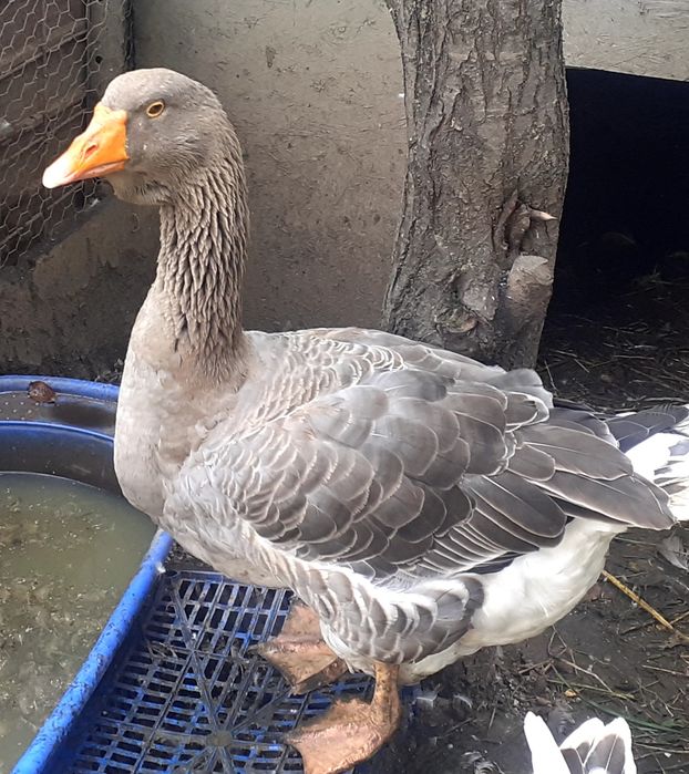 Gascan toulouse rasa pura cu gușa-de expozitie-2 ani