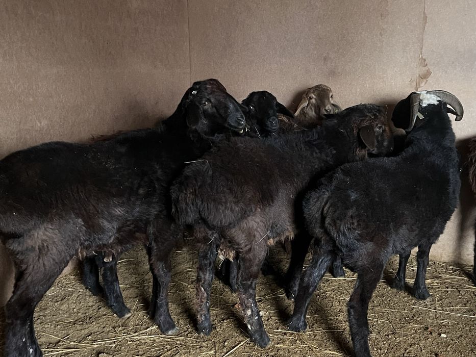 Семіз тоқты қошқар сектер