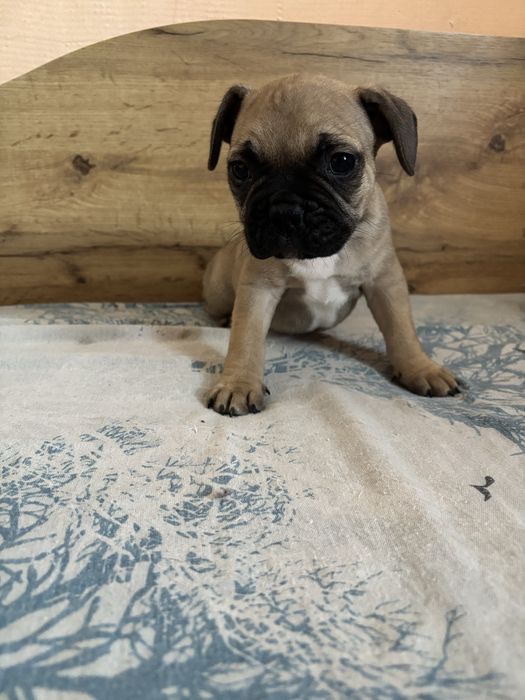 Френски булдог 1 мъжко