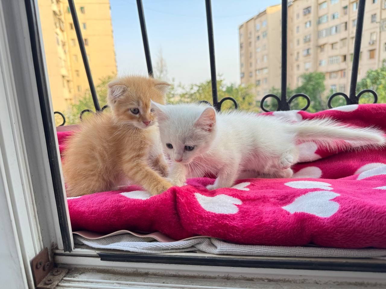 Mushuk sotiladi orgatilgan srocniy
