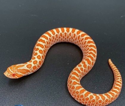 В продаже свиноносная змея малыши