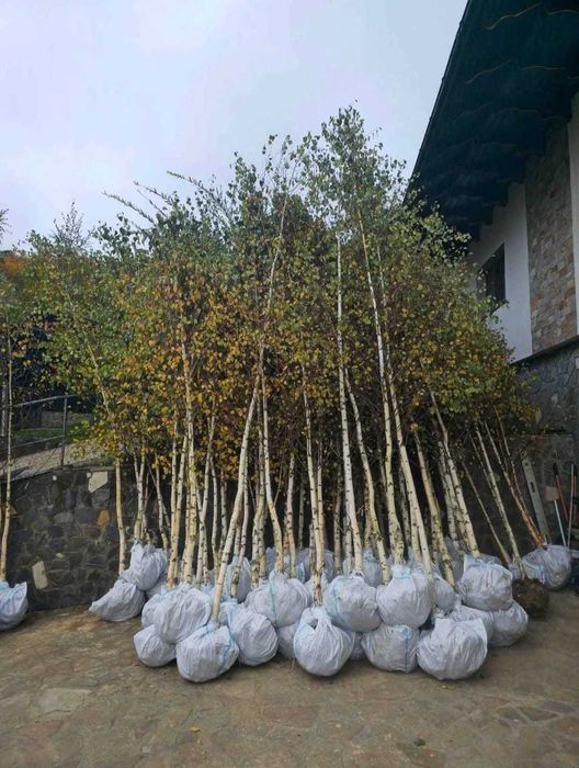 Arbori Foioși (Tei, Platan, Carpen) | Garanție Prindere