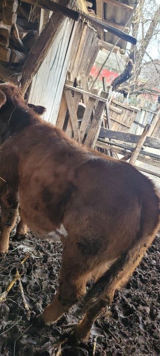 Vacă   cu vițea bălțată