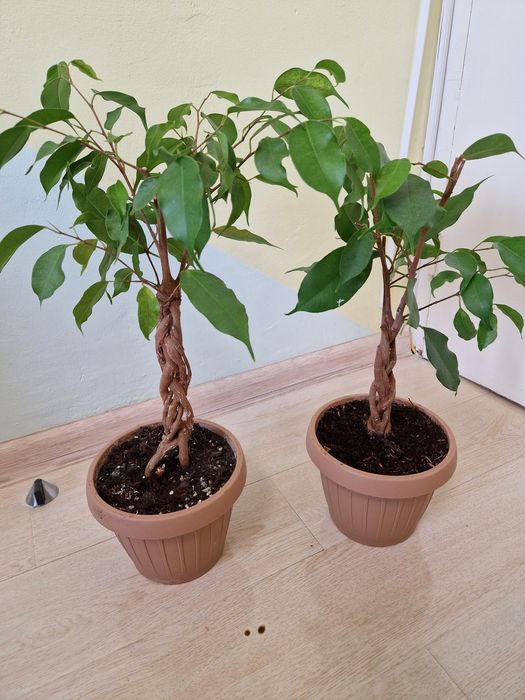 Ficus impletit, benjamina exotic