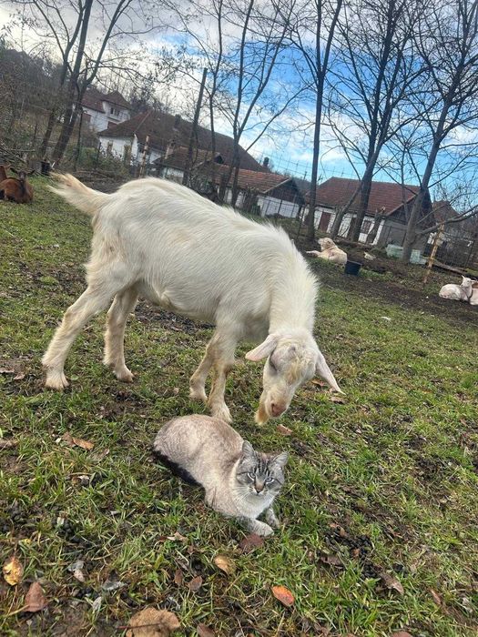 Vand berbec Carabas Sarbesc, tap Alpin Francez, si ied metis Sannen