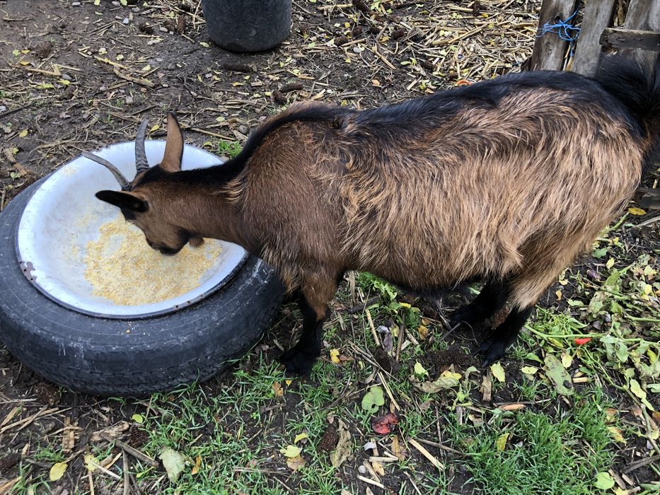 Capre Alpine Franceze pereche originale au virsta de 1 an
