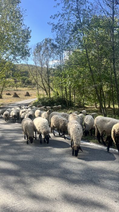 Vand oi , verifica descrierea