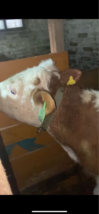 Продам бычка Базавский с Розовки 9 месяцев