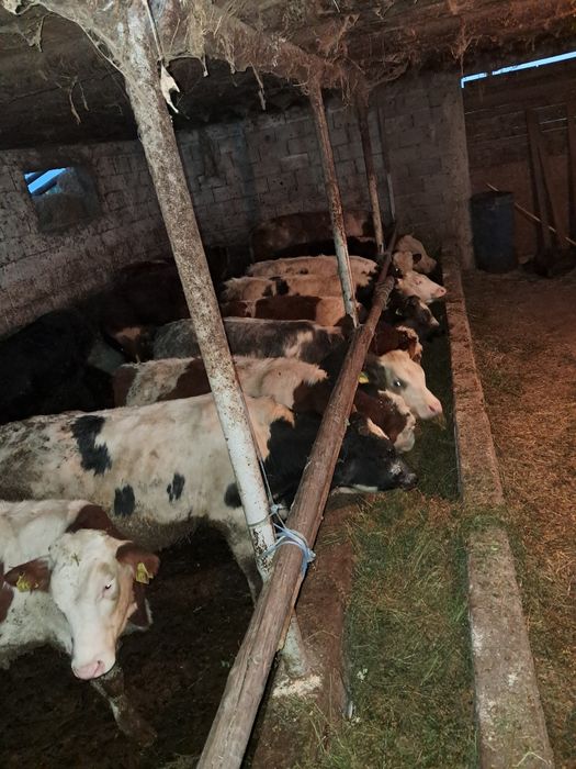 Vând 12 taurasi media 260kg