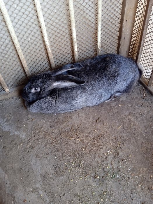 Продам крольчиха самка