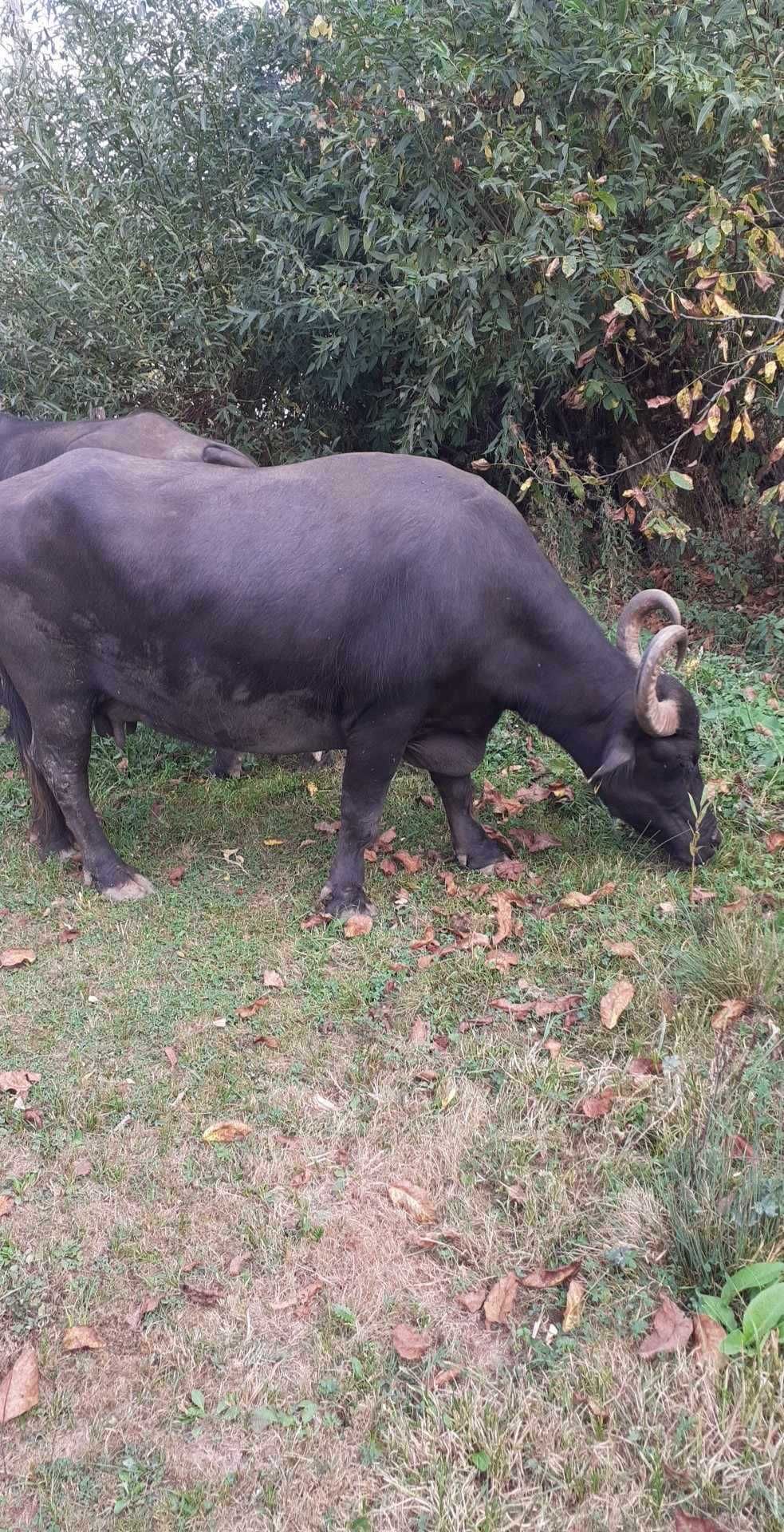 Vand 3 bivoli , impreuna sau separat.
