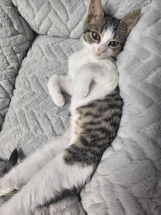 Pisicuta de aproape 4 luni pentru adoptie