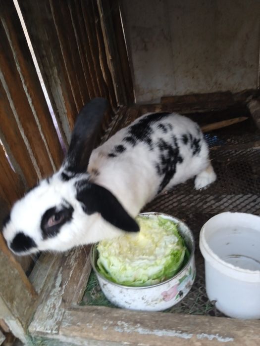 Продаются крольчиха бабочка цена 250000 тысяч сумов