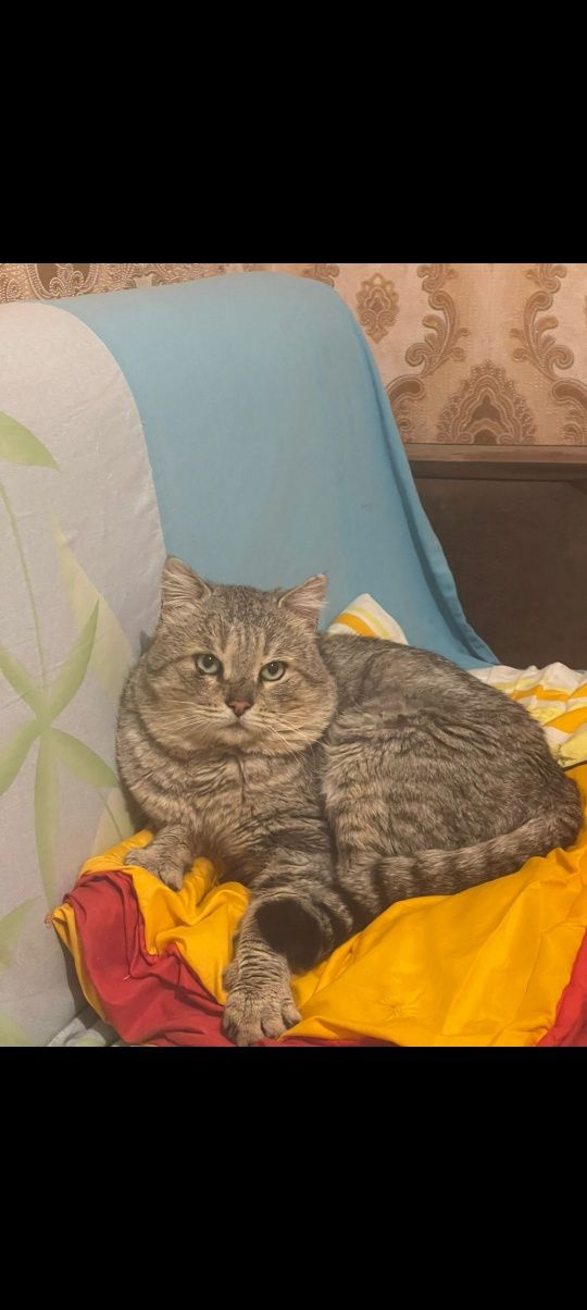 Кот в добрые руки