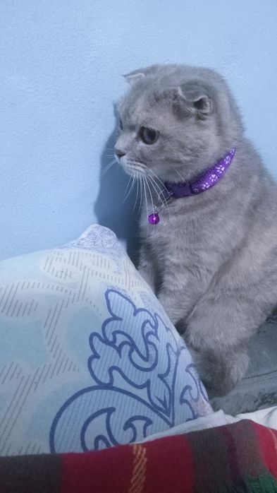 Веслаухая шотландская кошка