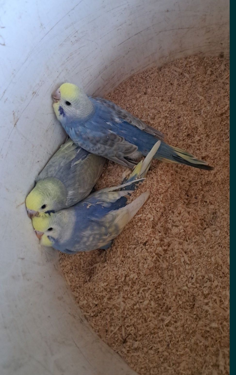 Papagali micul alexander,peruși, agapornis,porcusori de guineea