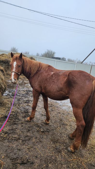 Бесті айғыр .Үйірге түспеген. Міңгі біледі.жуас.