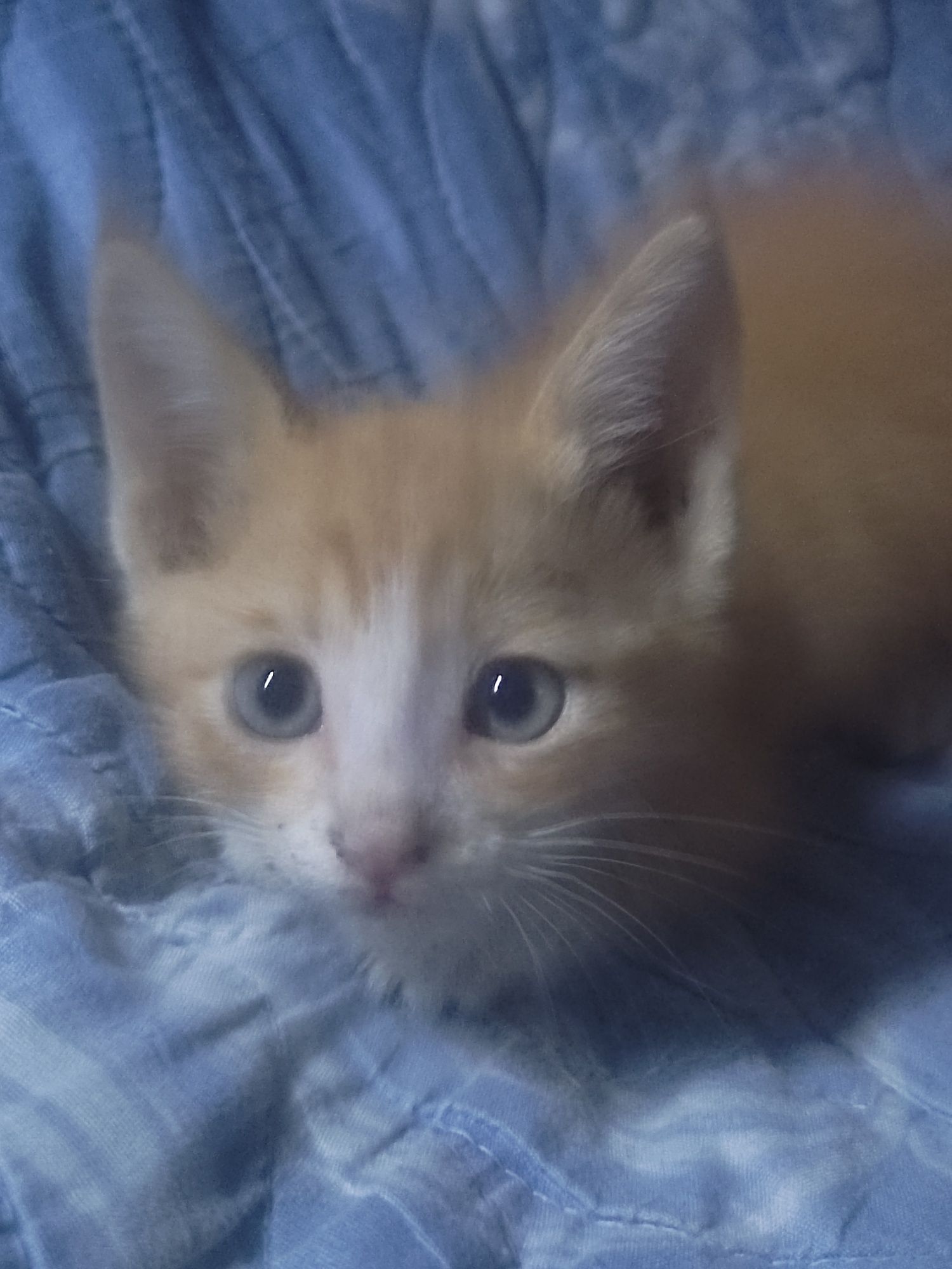Рыженький котенок мальчик
