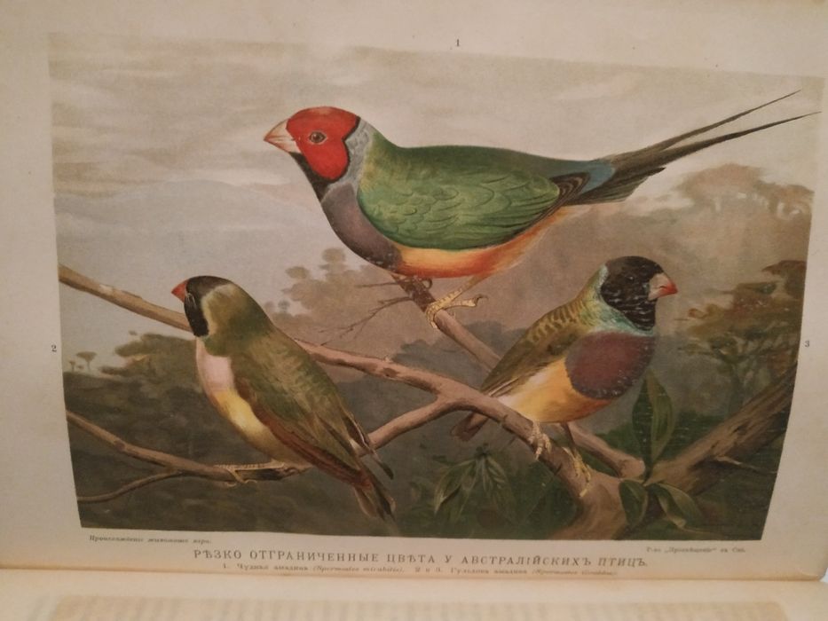 Антиквариат. Гааке В. Происхождение животного мира